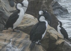 Phalacrocorax fuscescens