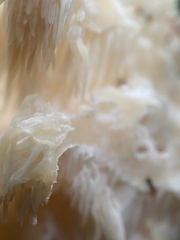 Hericium americanum