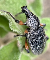 Otiorhynchus cardiniger