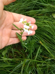 Arabidopsis arenosa