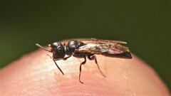 Passaloecus