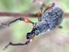 Otiorhynchus cardiniger