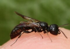 Passaloecus