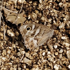 Hipparchia fidia