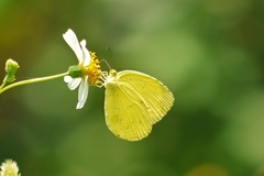 Eurema blanda arsakia