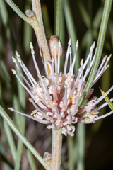 Hakea scoparia scoparia