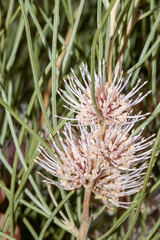 Hakea scoparia scoparia