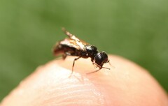 Passaloecus