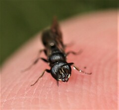 Passaloecus