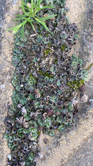 Marchantia polymorpha ruderalis
