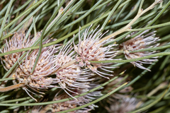 Hakea scoparia scoparia
