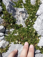 Moehringia ciliata
