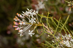 Grevillea levis