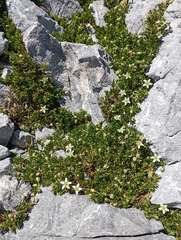 Moehringia ciliata