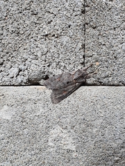 Lithophane furcifera