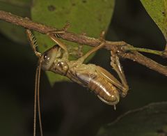 Gryllacrididae