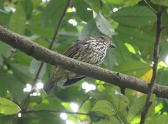 Scenopoeetes dentirostris