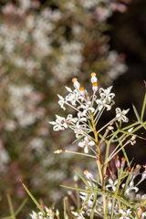 Grevillea levis