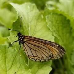 Acraea issoria