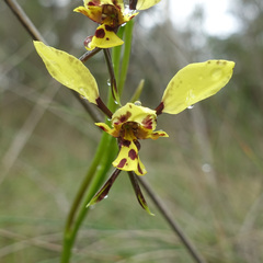 Diuris pardina × chryseopsis