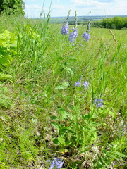 Veronica teucrium
