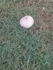 Chlorophyllum molybdites