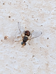 Bactrocera oleae