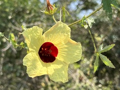 Hibiscus surattensis