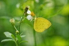 Eurema blanda arsakia