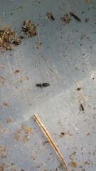 Thrips obscuratus