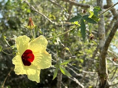 Hibiscus surattensis