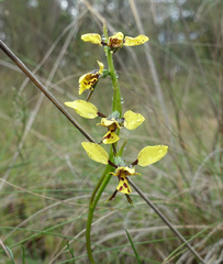 Diuris pardina × chryseopsis