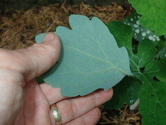 Stylophorum diphyllum