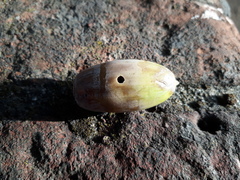 Curculio glandium