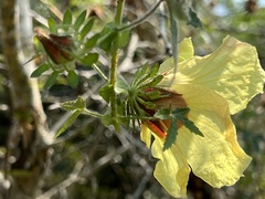 Hibiscus surattensis
