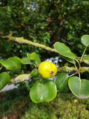 Pyrus communis