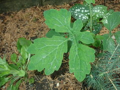 Stylophorum diphyllum