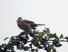 Emberiza calandra