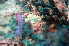 Flabellina affinis