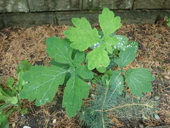 Stylophorum diphyllum