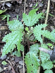 Girardinia diversifolia