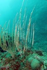 Eunicella singularis