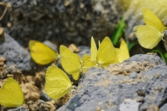 Eurema blanda arsakia