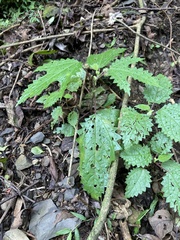 Girardinia diversifolia