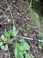 Girardinia diversifolia