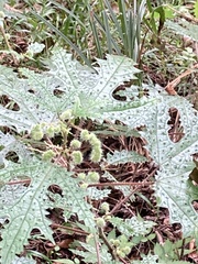 Girardinia diversifolia