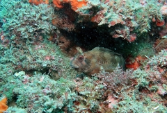 Parablennius gattorugine