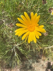 Euryops speciosissimus