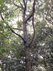 Sassafras randaiense