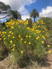 Euryops speciosissimus